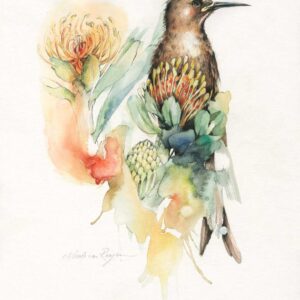 Cape Sugarbird by Nicole van Rooyen
