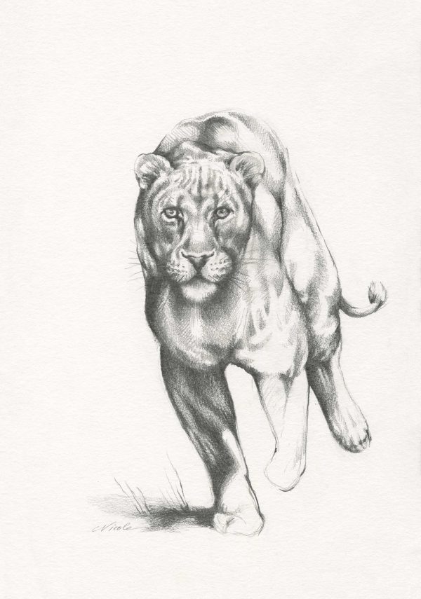 Lioness by Nicole van Rooyen Art