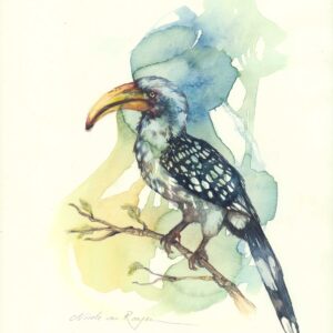 Yellow Billed Hornbill by Nicole van Rooyen